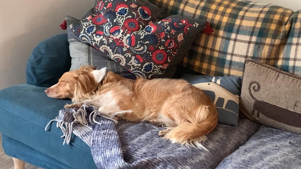 A fox-red retriever fast asleep on a navy sofa with cushions and a soft blanket