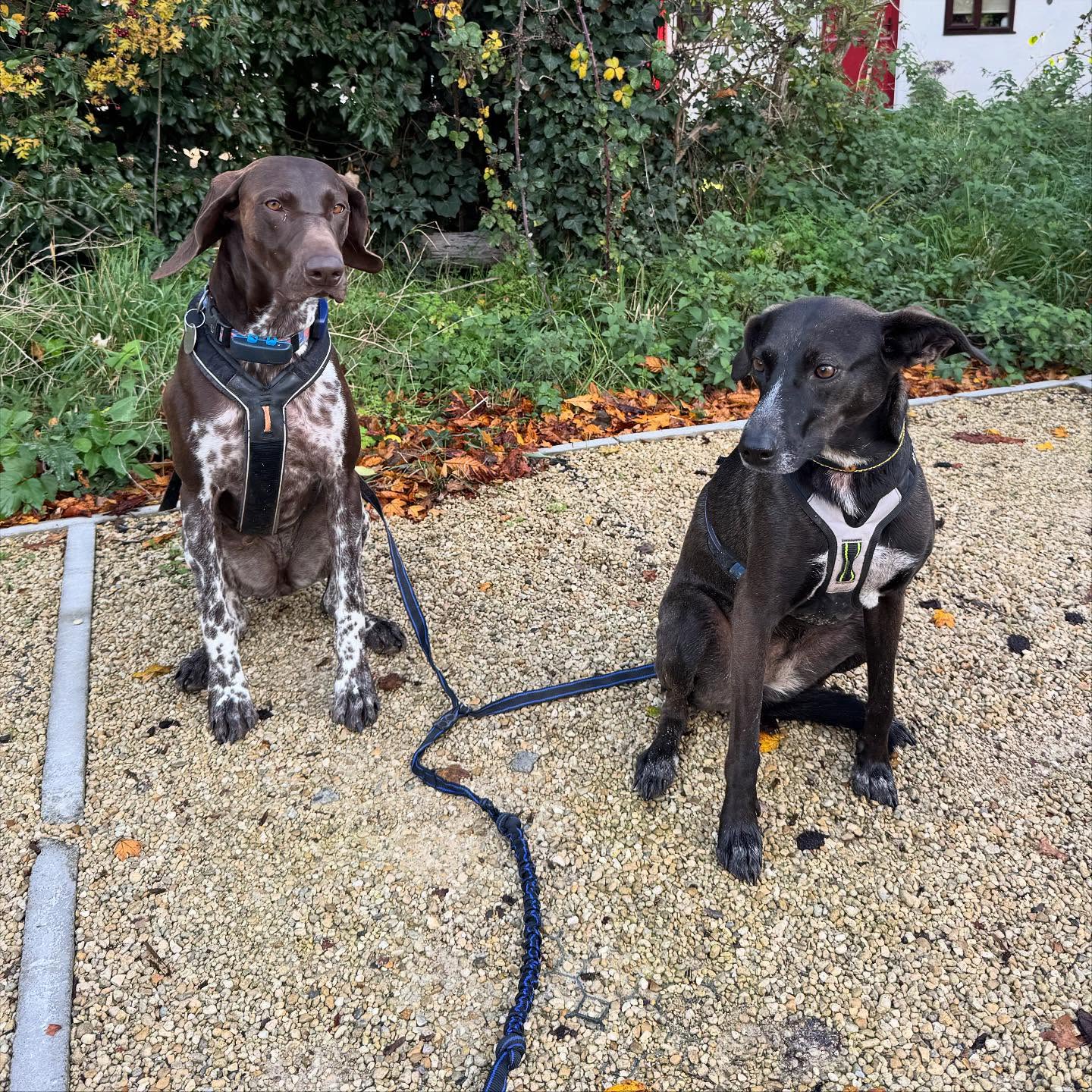 A pointer and a black lab in the garden
