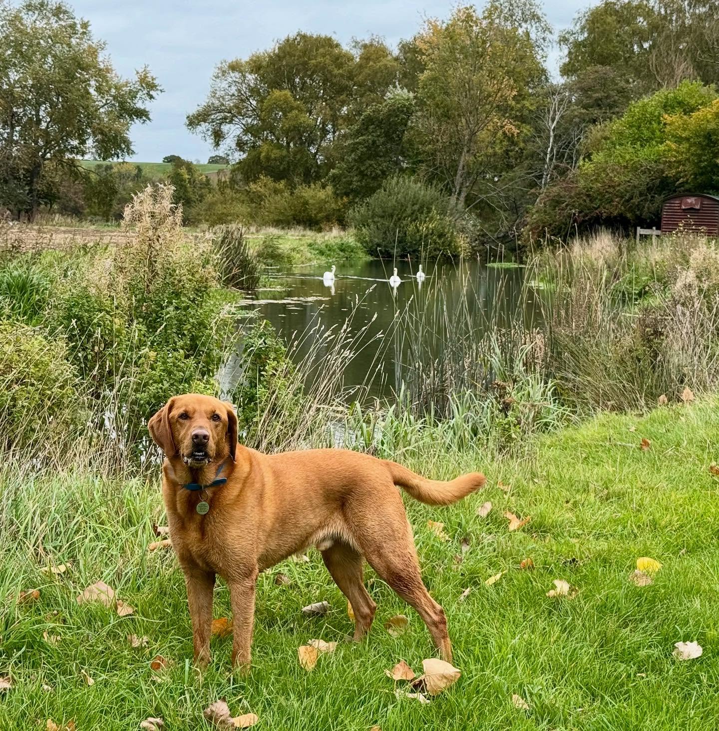 A red lab by the pond