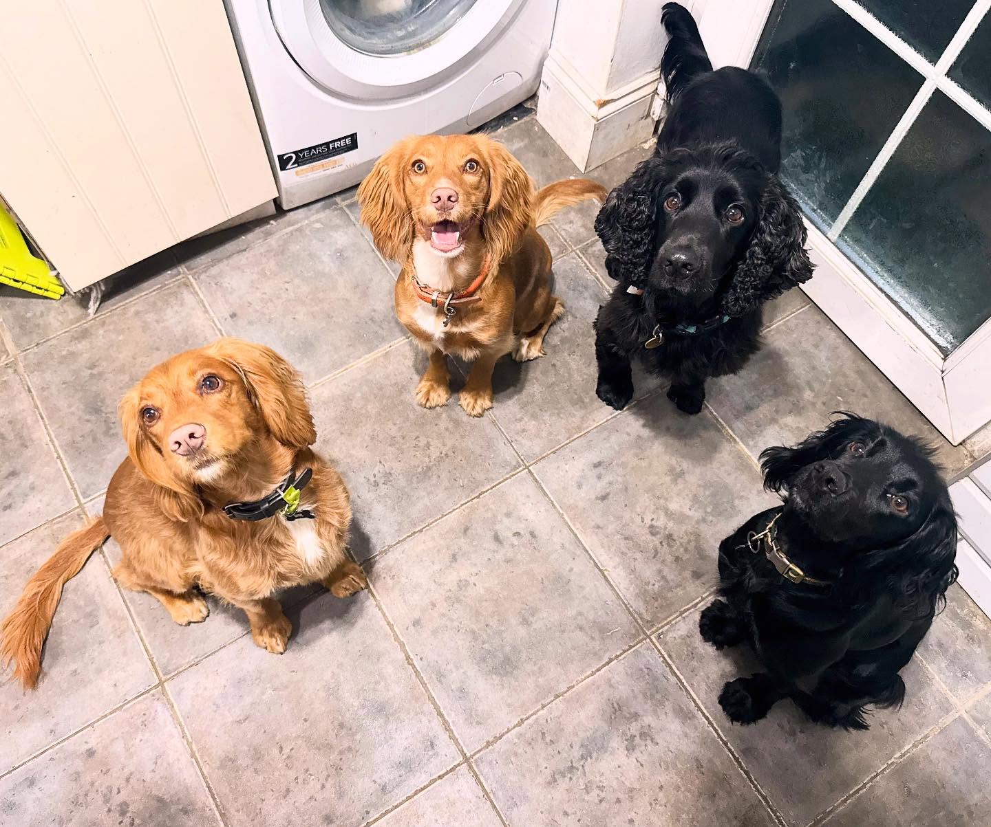 Four cocker spaniels lined up on the kitchen floor