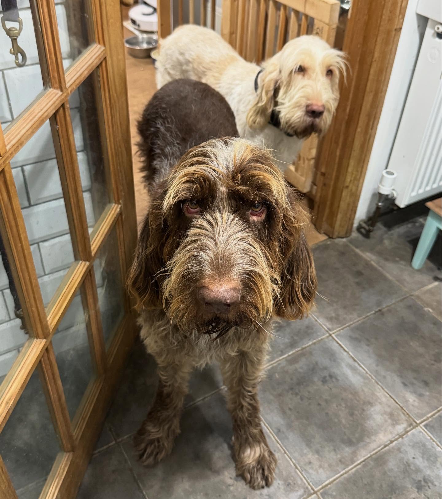 Two Italian Spinones at the boarding gate