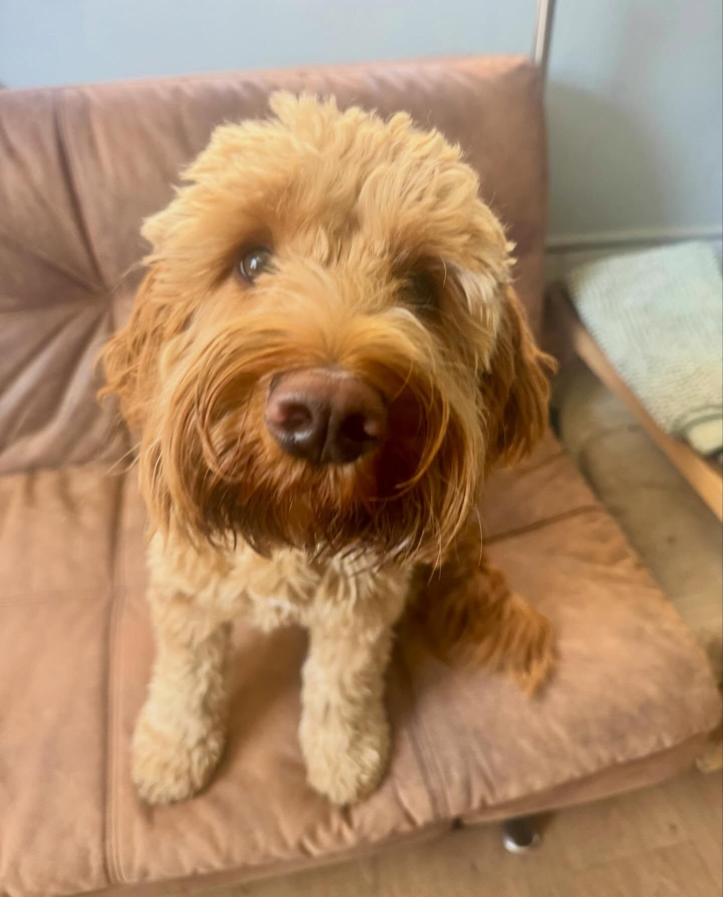 A scruffy cockapoo waiting on the sofa