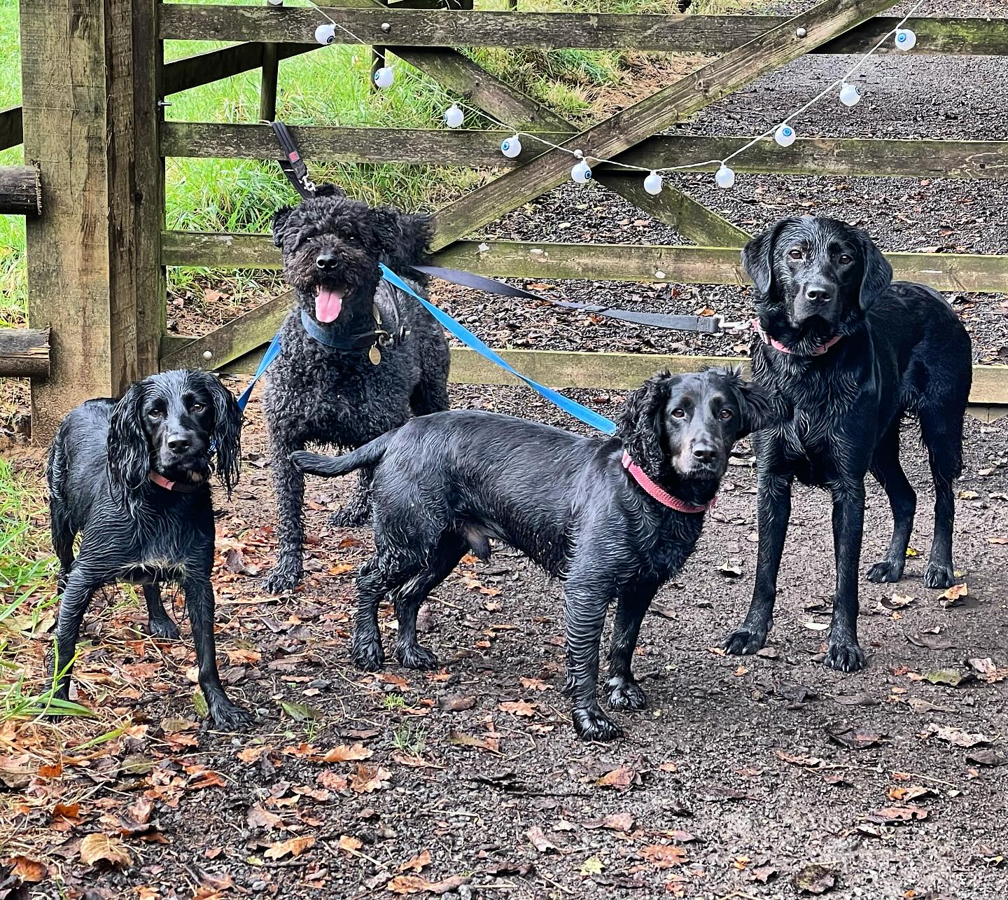 Four wet black dogs at the gate after a walk