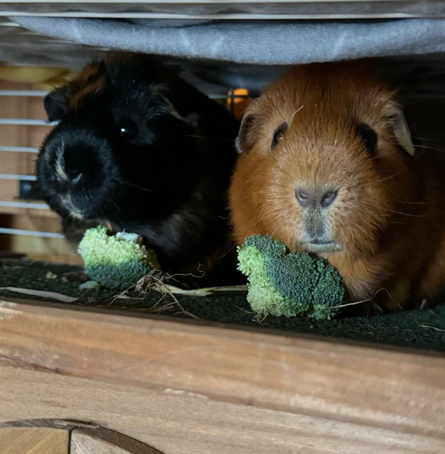 Two guinea pigs eating broccoli