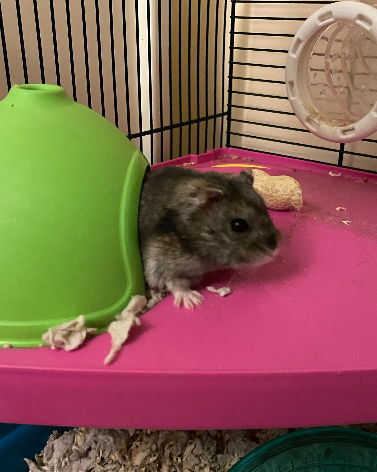 A pet hamster peeking out of its cage